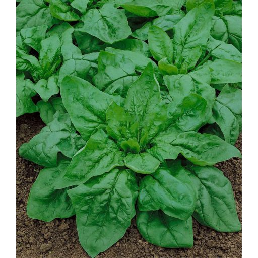 Spenót Monores Semo - 500g