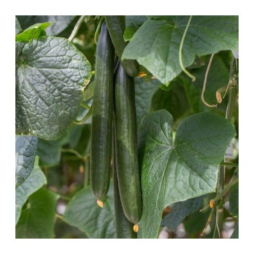 Uborka Verdon F1 (24-150) RZ - 100 szem