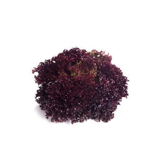 Saláta Carnelian (85-585) RZ - 5000 szem