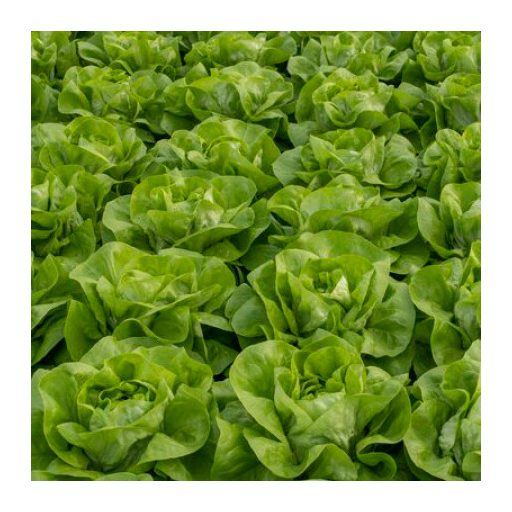 Saláta Antiope (42-BU4707) RZ - 1000 szem