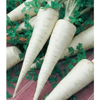 Petrezselyem Orbis Semo - 10g