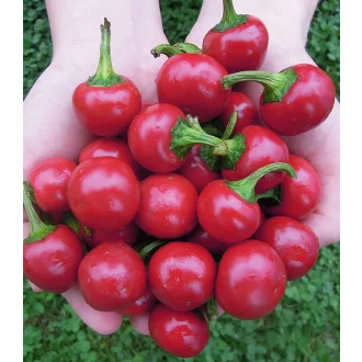 Paprika Koral Chili Semo - 500 Szem