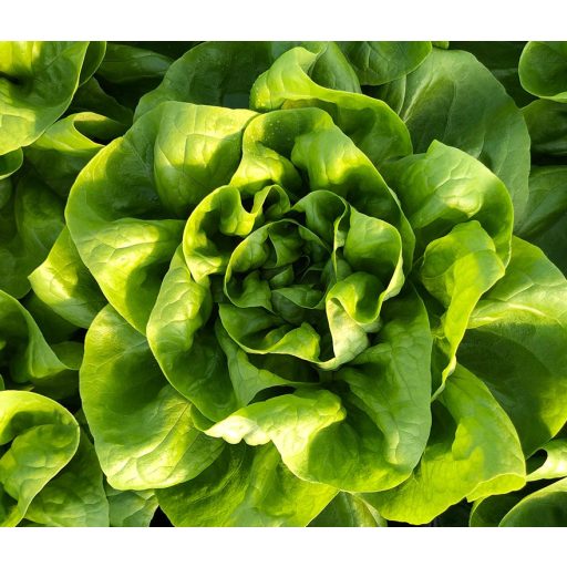 Saláta Tirrena ZFW - 1000 szem