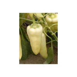 Paprika Skytia F1 Enza - 500 szem