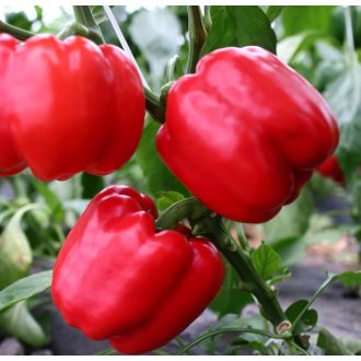 Paprika Patrol F1 Orosco - 500 szem
