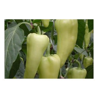 Paprika Viharez F1 Orosco - 500 szem