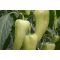 Paprika Viharez F1 Orosco - 500 szem