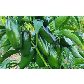 Paprika Bravo F1 ZFW - 500 szem