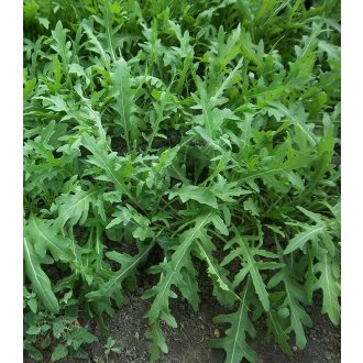 Rukola Wild Rocket (Diplotaxis Tenuifolia) Semo - 25g