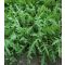 Rukola Wild Rocket (Diplotaxis Tenuifolia) Semo - 25g