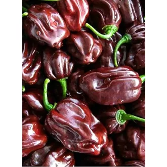 Paprika Habanero Chocolate Semo - 100 szem
