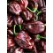 Paprika Habanero Chocolate Semo - 100 szem