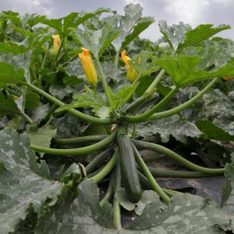 Cukkini Cronos F1 Syngenta - 500 Szem