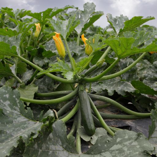 Cukkini Cronos F1 Syngenta - 500 Szem