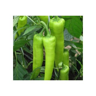 Paprika Sárarez F1 Orosco - 500 szem