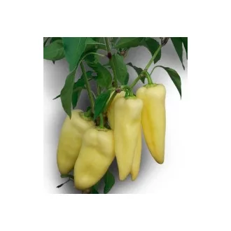 Paprika Zalkod F1 Duna - 1000 szem