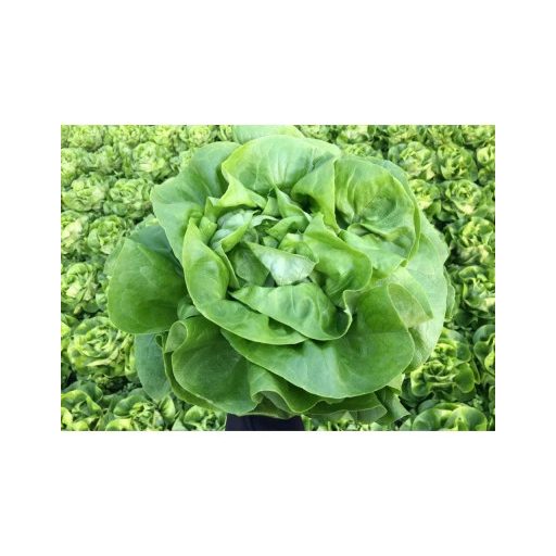 Saláta Leonel Pillírozott Nunhems - 5000 szem