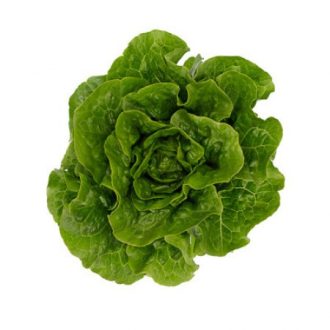 Saláta Probus (41-170) RZ Római - 1000 szem