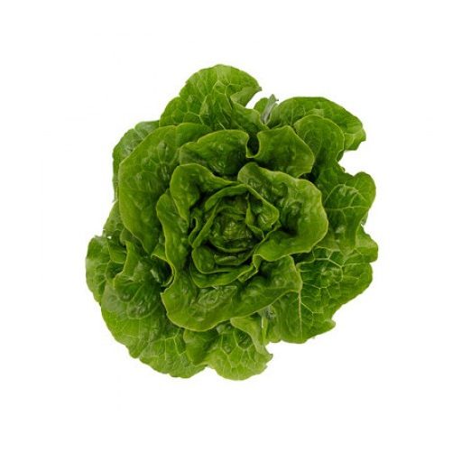 Saláta Probus (41-170) RZ Római - 1000 szem