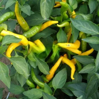 Paprika Kristian Chili Semo - 500 szem