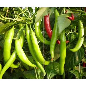 Paprika Fogaras F1 Duna - 250 szem