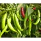 Paprika Fogaras F1 Duna - 250 szem