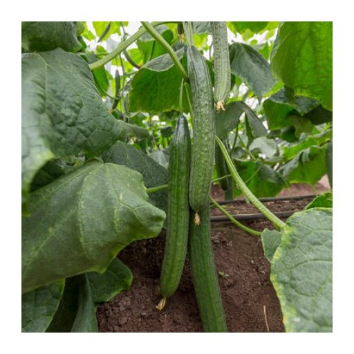 Uborka Grafito F1 (24-173) RZ - 100 szem