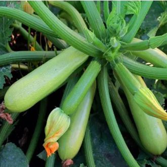 Cukkini Albina F1 ZFW - 1000 szem