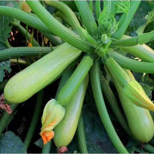 Cukkini Albina F1 ZFW - 1000 szem