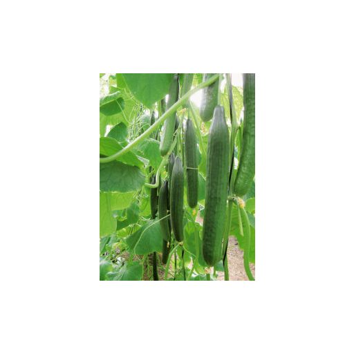 Uborka Pindos F1 Kígyó Alfal. - 100 szem