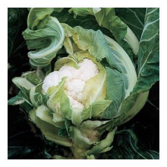 Karfiol Amerigo F1 Syngenta - 2500 szem