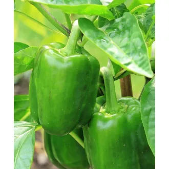 Paprika Edison F1 Enza - 100 szem