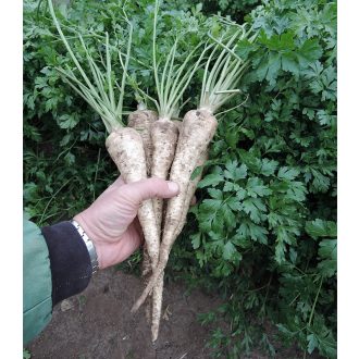 Petrezselyem Efez Semo - 100g
