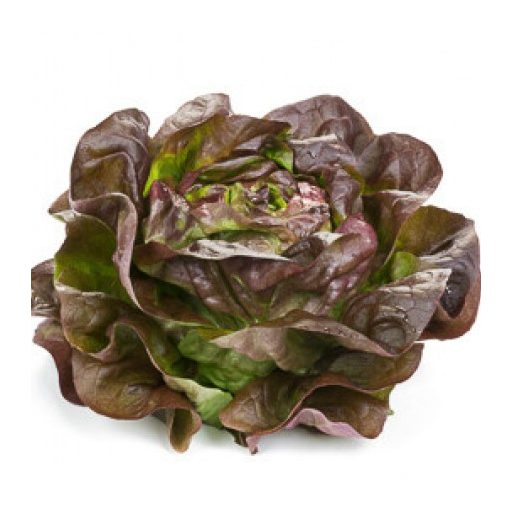 Saláta Gilmore (42-512) RZ - 1000 szem