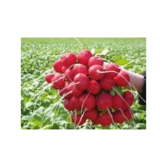 Retek Estella Enza - 100 g