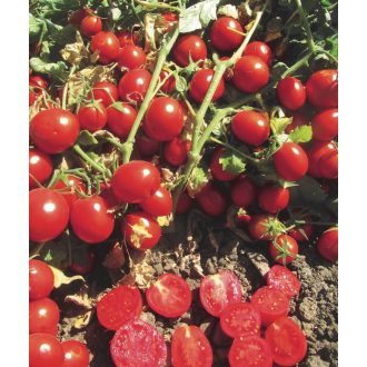 Paradicsom Prestomech F1 Orosco - 10.000 szem
