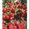 Paradicsom Prestomech F1 Orosco - 10.000 szem