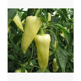 Paprika Cindel F1 Orosco - 500 szem