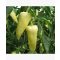 Paprika Cindel F1 Orosco - 500 szem