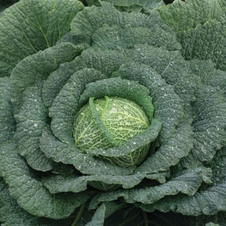 Kelkáposzta Nebraska F1 Syngenta - 2500 szem