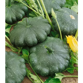 Patisszon Greendisc F1 Semo - 25g