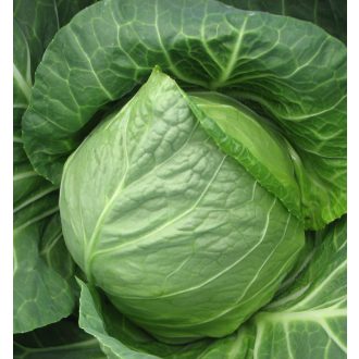Fejeskáposzta Green Presto F1 Tokita Seed - 2500 szem