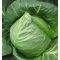 Fejeskáposzta Green Presto F1 Tokita Seed - 2500 szem
