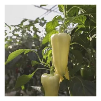 Paprika Bravia F1 RZ - 1000 szem