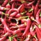 Paprika Zitava Semo - 1000 szem