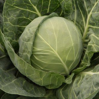 Fejeskáposzta Bolikor F1 Syngenta - 2500 szem