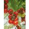 Paradicsom Diamantino F1 Enza - 100 szem