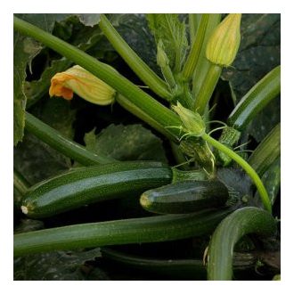 Cukkini Mikonos F1 Syngenta - 500 Szem