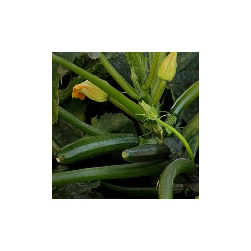 Cukkini Mikonos F1 Syngenta - 500 Szem