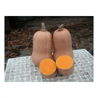 Sütőtök UG 205 F1 Unigen Seeds - 100 szem